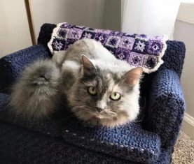 My Mother-in-Law Crocheted Her Grandcat a Couch (Yes, Really!)